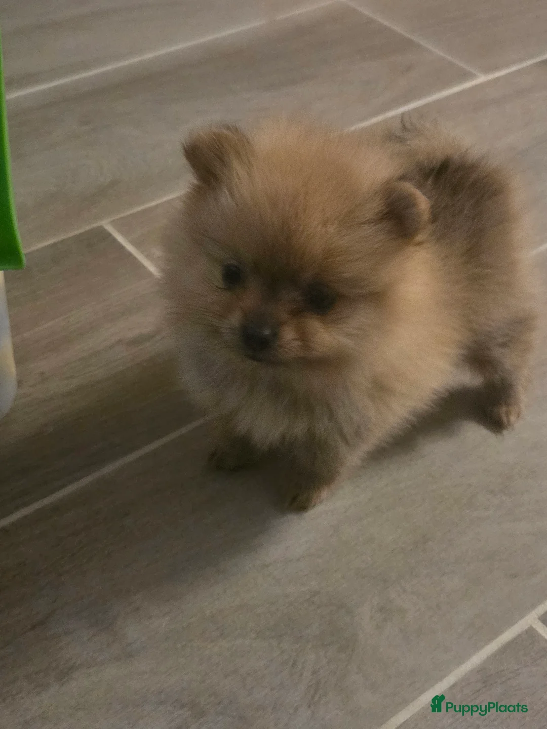 Pomeriaan honden te koop: Mooie pomeriaanpups te koop - Advertentie 17