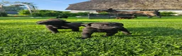 Kruising honden te koop: Hollandse Herder X Labrador pups zoeken baasje! - Advertentie 10
