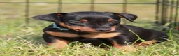 Dwergpinscher honden te koop: Dwergpincher pups aangeboden  - Advertentie 11