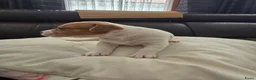 Jack Russel Terriër honden te koop: Nog 3 pups beschikbaar in Sint Jansteen - Advertentie 11