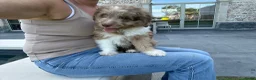 Kruising honden te koop: Miniature Aussiedoodle  - Advertentie 6