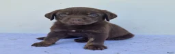 Kruising honden te koop: Kruising bullador x labrador - Advertentie 4