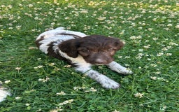 Heidewachtel honden te koop: Prachtige HeideDoodle pups in Mierlo - Afbeelding 4