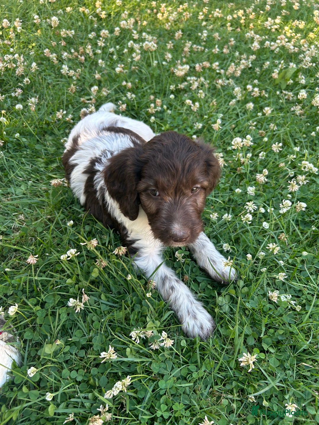 Heidewachtel honden te koop: Prachtige HeideDoodle pups in Mierlo - Afbeelding 4