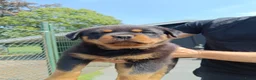 Rottweiler honden te koop: Prachtige Rottweiler Teefjes - Advertentie 3