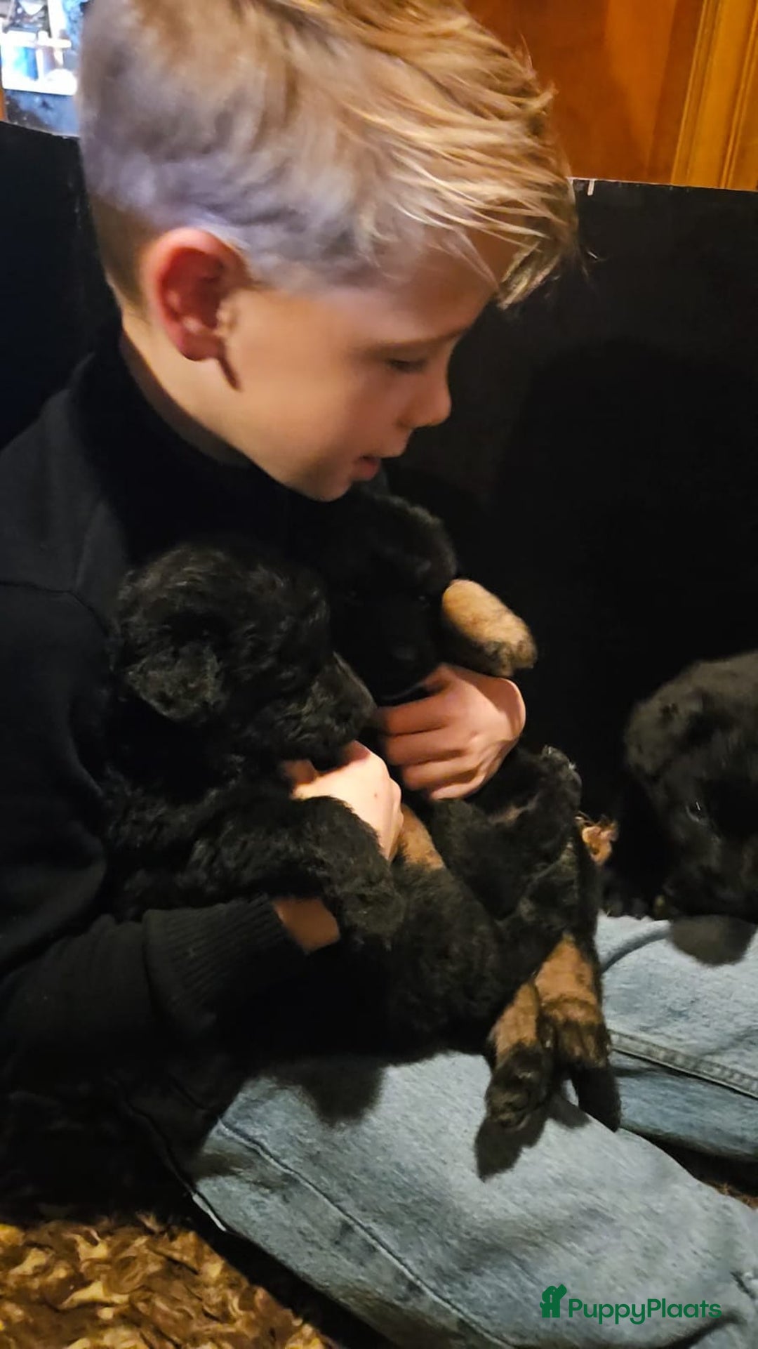 Duitse Herder honden te koop: Langstokharige zw. en zw.br. Duitse Herder puppies - Advertentie 11
