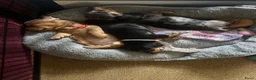 Teckel (korthaar)  honden te koop: Prachtig teckel puppy’s  - Advertentie 11