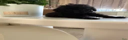 Poedel Toy honden te koop: Toy pooedel teefjes  - Advertentie 5