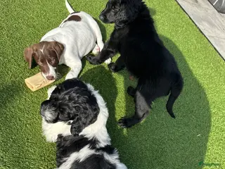 Kruising honden Kruising pups Doodle x Duitse stadoodle - Advertentie 1