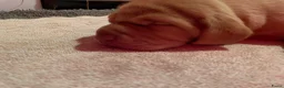 Vizsla korthaar honden te koop: Kortharige Hongaarse Vizsla-pups - Advertentie 3