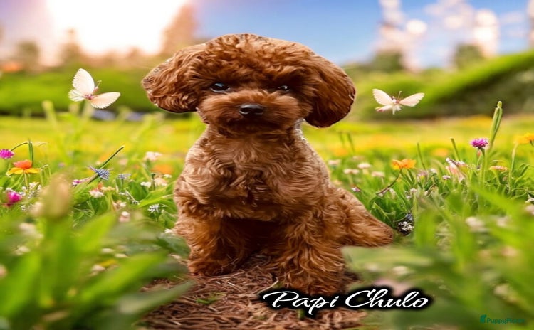 Poedel Toy honden - Advertentie 3