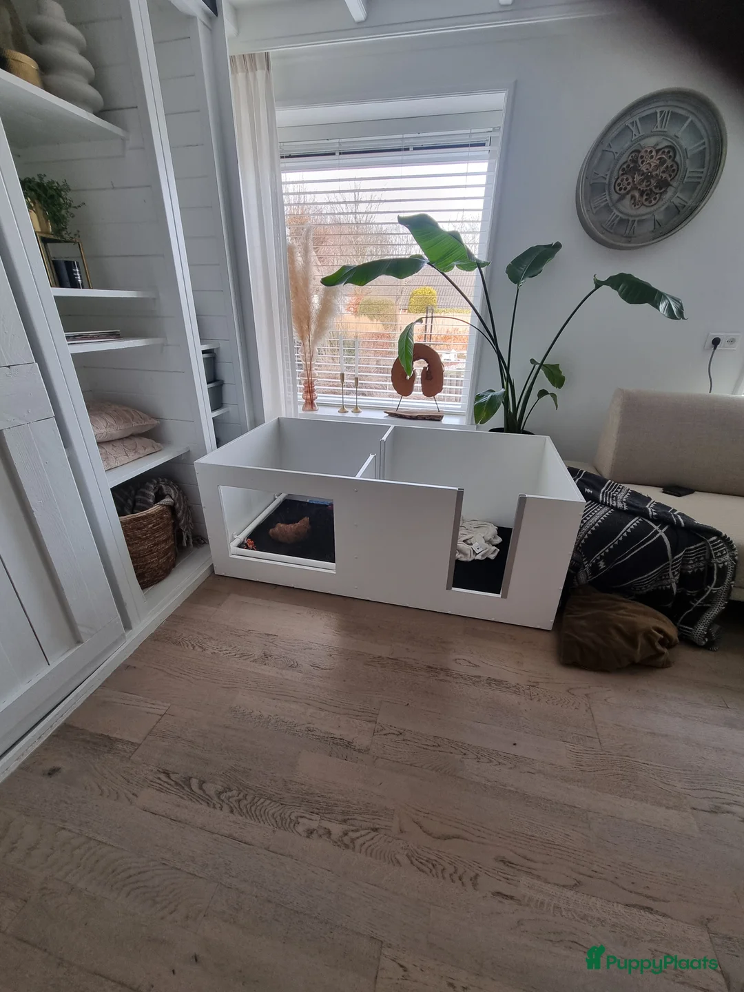 Poedel Toy honden te koop: Toy poedel - Advertentie 9