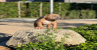 Amerikaanse Bully honden - Advertentie 8