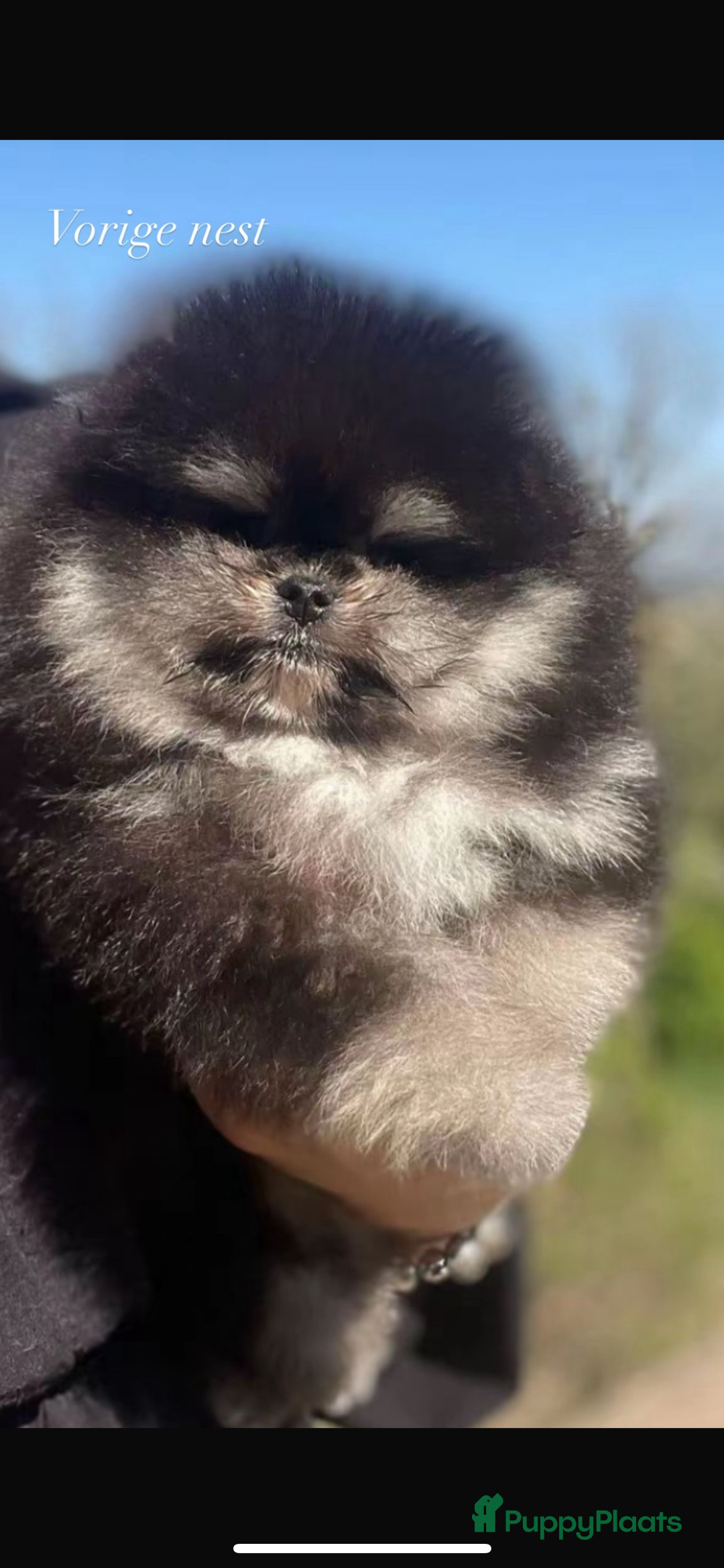 Pomeriaan honden te koop: Pomeriaan pups  - Afbeelding 6