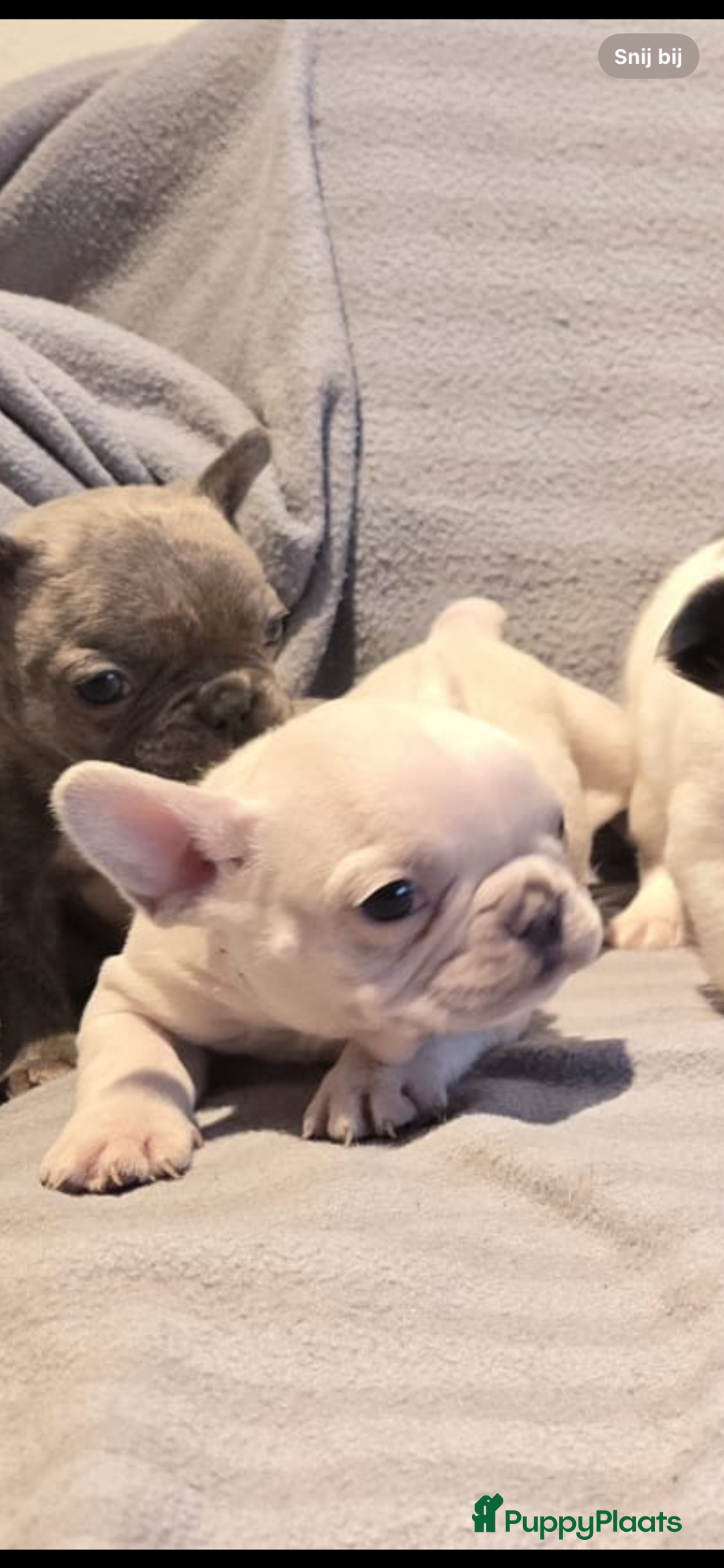 Franse Bulldog honden te koop: Knappe Franse buldogs enkele fluffy  - Advertentie 23