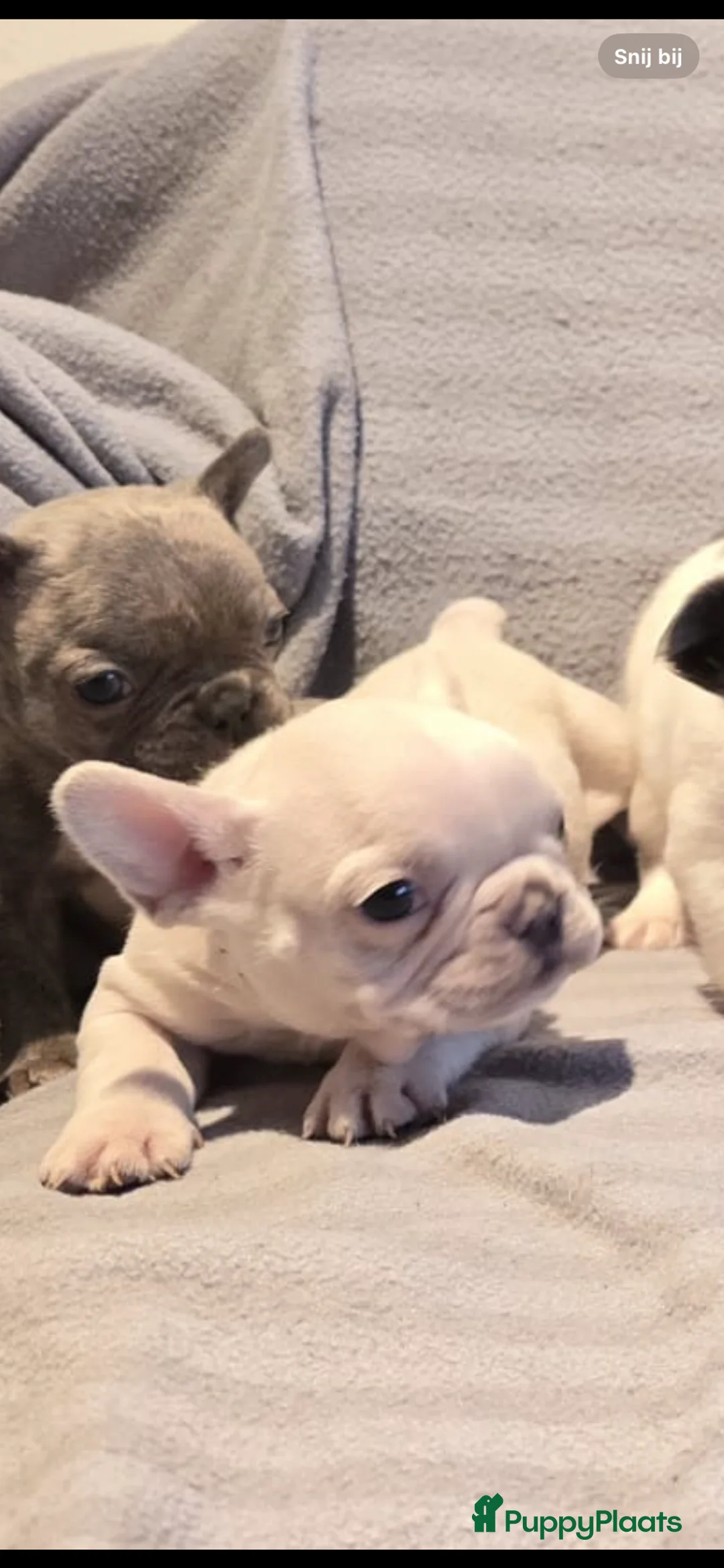 Franse Bulldog honden te koop: Knappe Franse buldogs enkele fluffy  - Advertentie 23