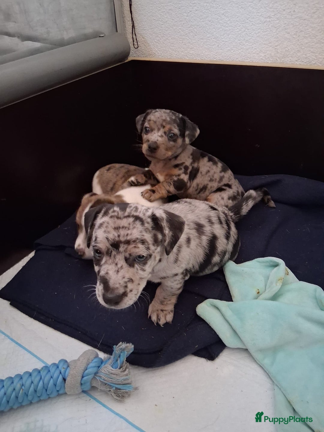 Jack Russel Terriër honden te koop: Merle Jackrussel te koop - Advertentie 8