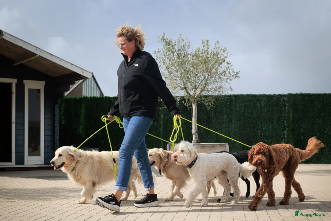 Galerij afbeelding {{count}}
