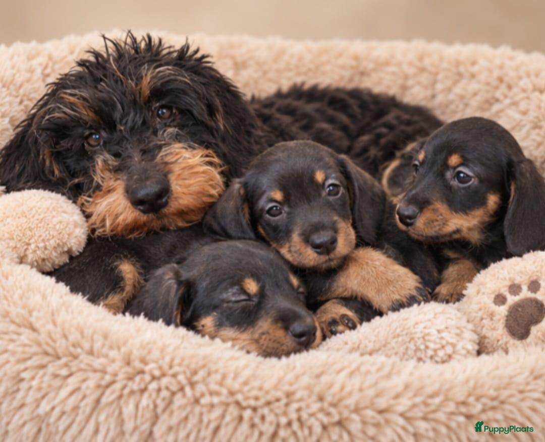 Ruwhaar Teckel honden Super mooie kaninchen ruw haar teckel pups - Advertentie 1