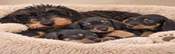Ruwhaar Teckel honden te koop: Super mooie kaninchen ruw haar teckel pups - Advertentie 1