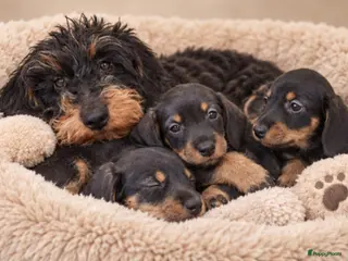 Ruwhaar Teckel honden Super mooie kaninchen ruw haar teckel pups - Advertentie 17