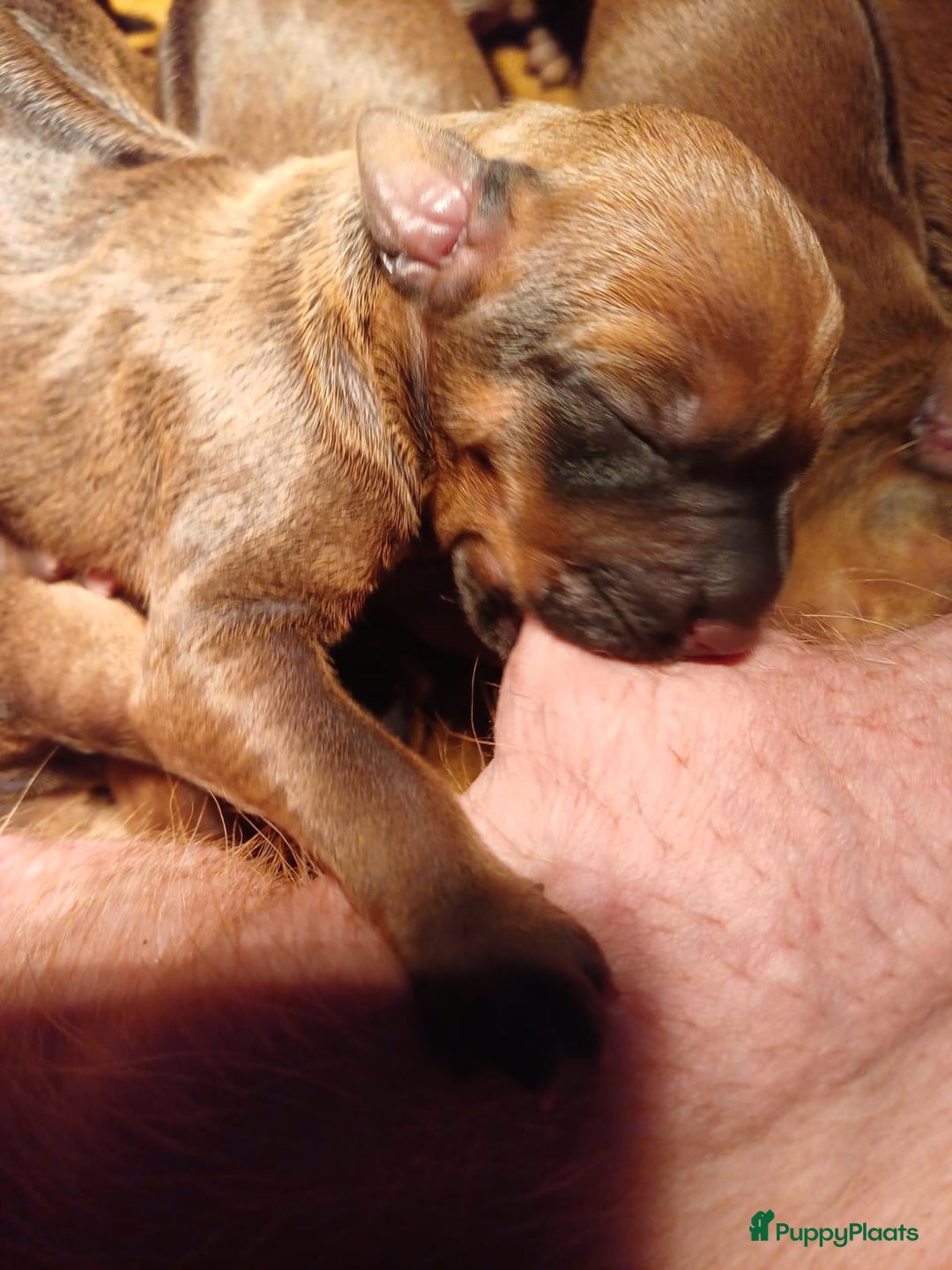Rhodesian Ridgeback honden te koop: Rhodesian Ridgeback  - Afbeelding 5