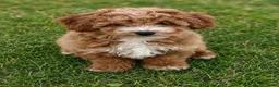Cockapoo honden te koop: Cockapoo pup - Advertentie 4