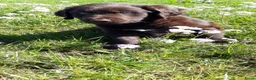 Kruising honden te koop: Friese Stabij X Labrador/Friese Stabij reutje pup - Advertentie 3