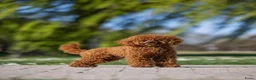 Labradoodle honden te koop: Mini Labradoodle puppy's - Advertentie 12