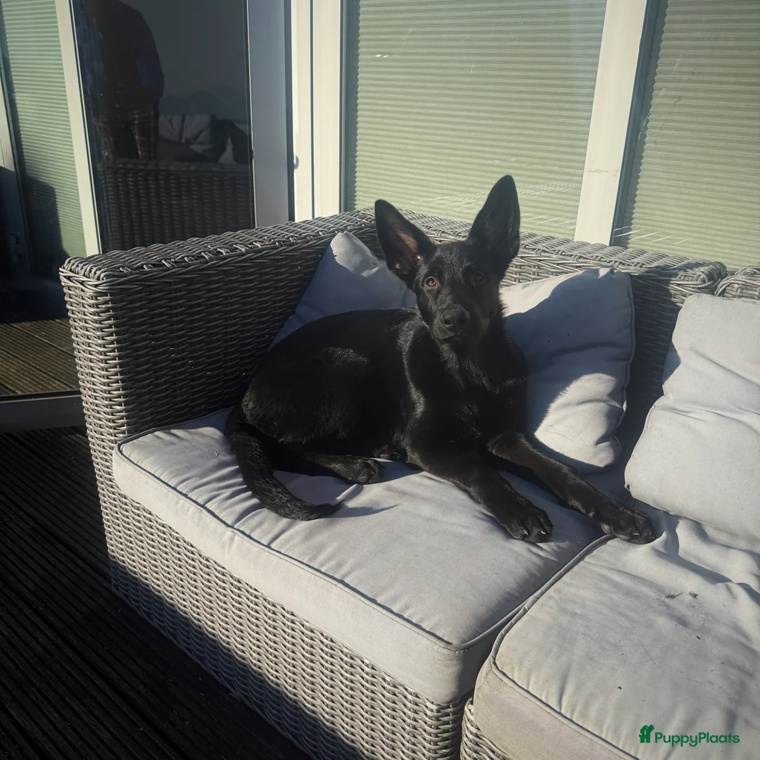 Duitse Herder honden te koop: Eastern-European Shepherd  in Den Haag - Advertentie 3