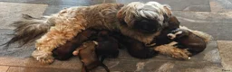 Tibetaanse Terriër honden te koop: Raszuivere Tibetaanse Terriër pups  - Advertentie 22