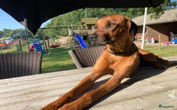 Rhodesian Ridgeback honden te koop: Rhodesian Ridgeback pups - Afbeelding 14