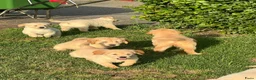 Golden Retriever honden te koop: Prachtige golden retriever pups (geteste ouders) - Advertentie 5