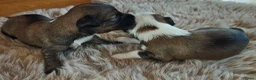 Tibetaanse Terriër honden te koop: Raszuivere Tibetaanse Terriër pups  - Advertentie 16