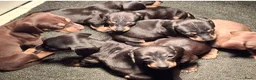 Teckel (korthaar)  honden te koop: Black and tan teckel pups  - Advertentie 7