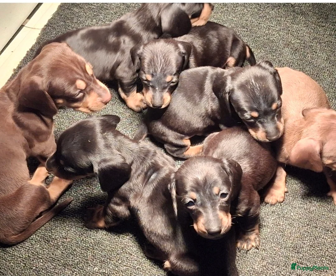 Teckel (korthaar)  honden te koop: Black and tan teckel pups  - Advertentie 7