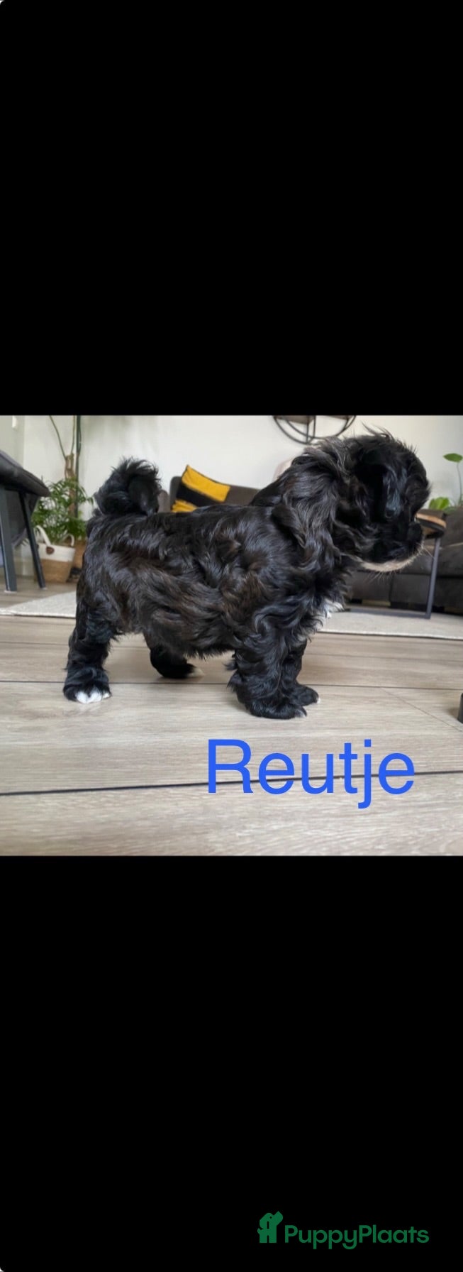 Shihpoo honden Prachtige Shihpoo pups (nog 1 reutje) - Advertentie 2