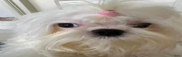 Maltipoo honden te koop: Mini AziatischeF1 Maltipooe reutjes, Top kwaliteit - Advertentie 7