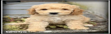 Labradoodle 2
