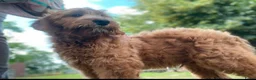 Labradoodle honden te koop: Kleine medium exclusieve blue eyes (F4 teefjes) - Advertentie 15