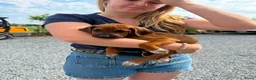 Rhodesian Ridgeback honden te koop: Rhodesian ridgeback pups - Advertentie 7