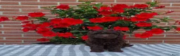 Poedel Toy honden te koop: schitterende donkerbruine toypoedel pups - Advertentie 10