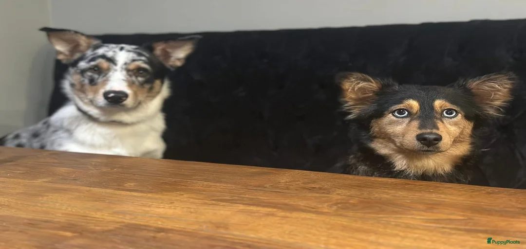 Galerij afbeelding {{count}}