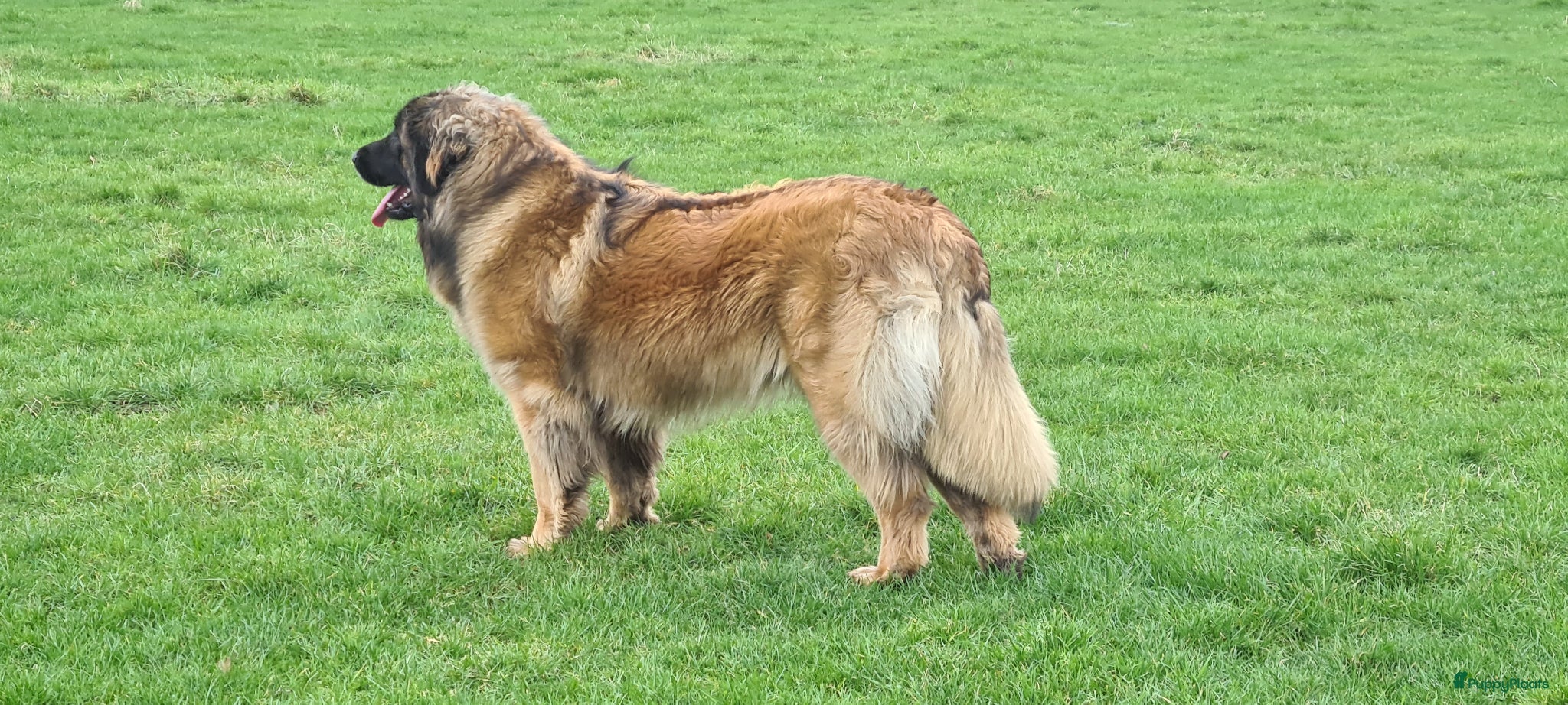 Leonberger honden Leonberger pups met stamboom  - Advertentie 1