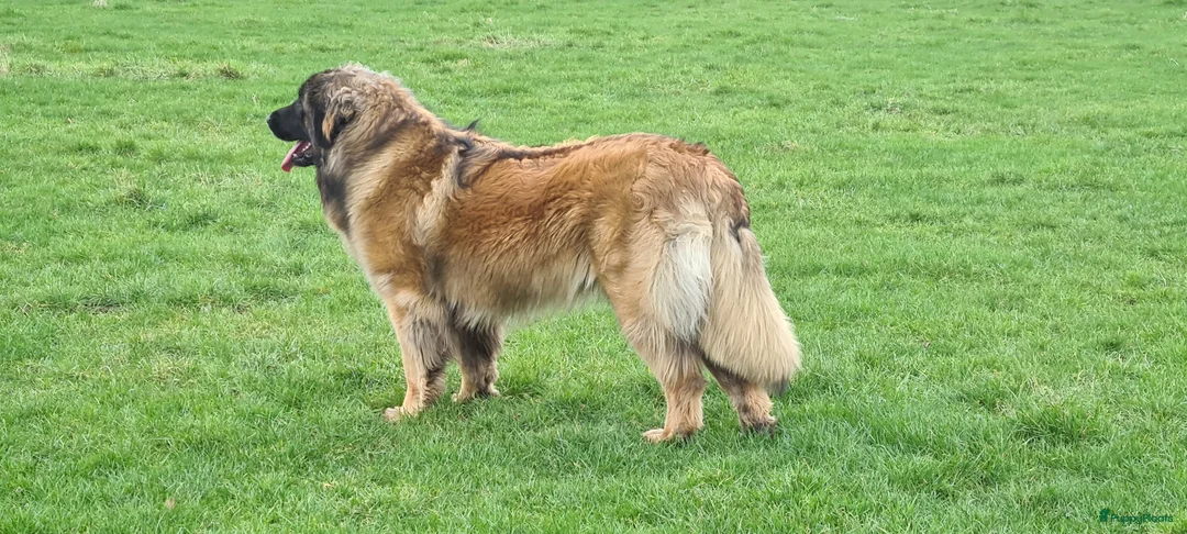 Leonberger honden te koop: Leonberger pups met stamboom  - Advertentie 1