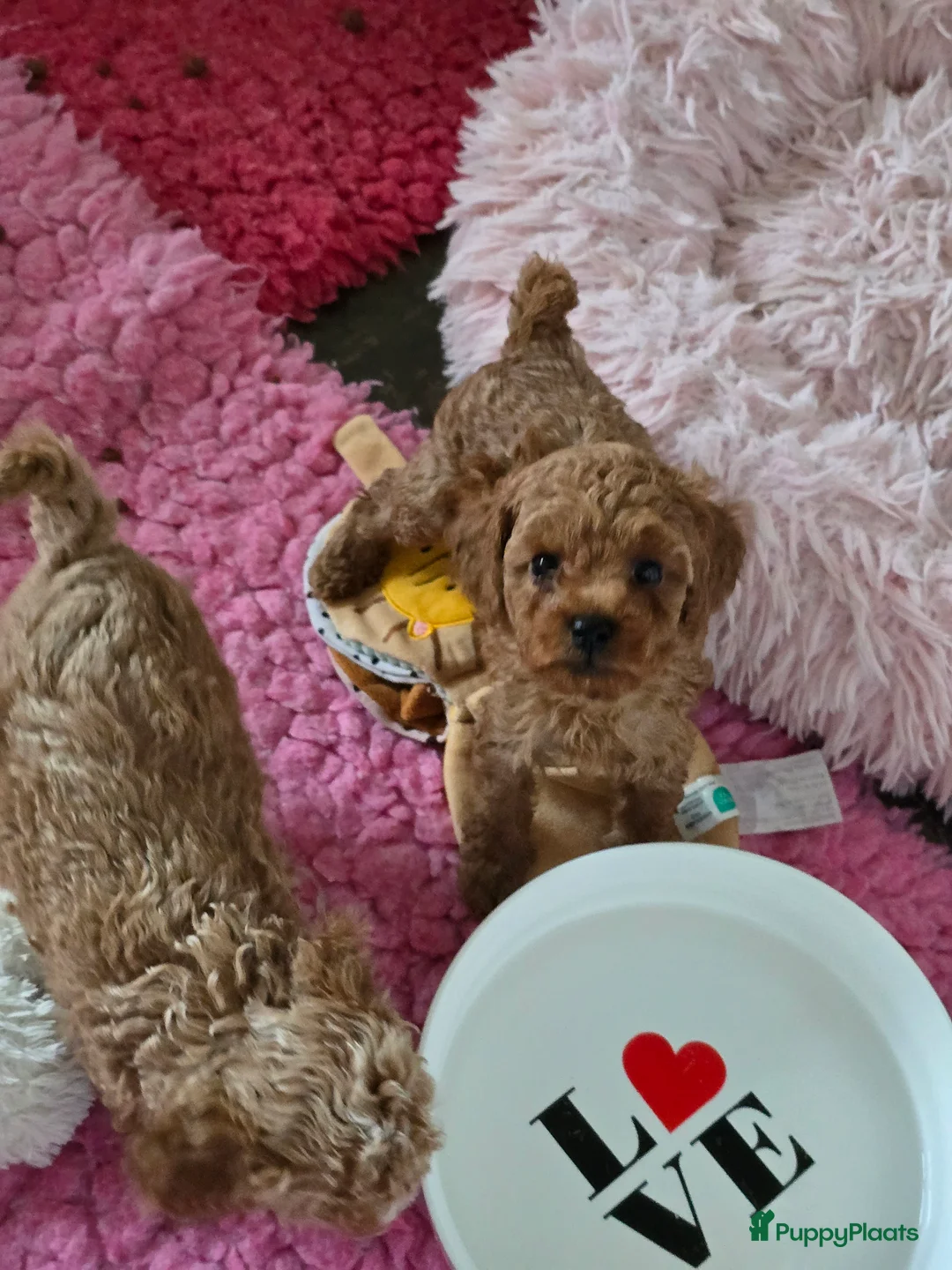 Maltipoo honden te koop: Mooie Maltipoo / toy poedel pup pups - Advertentie 27