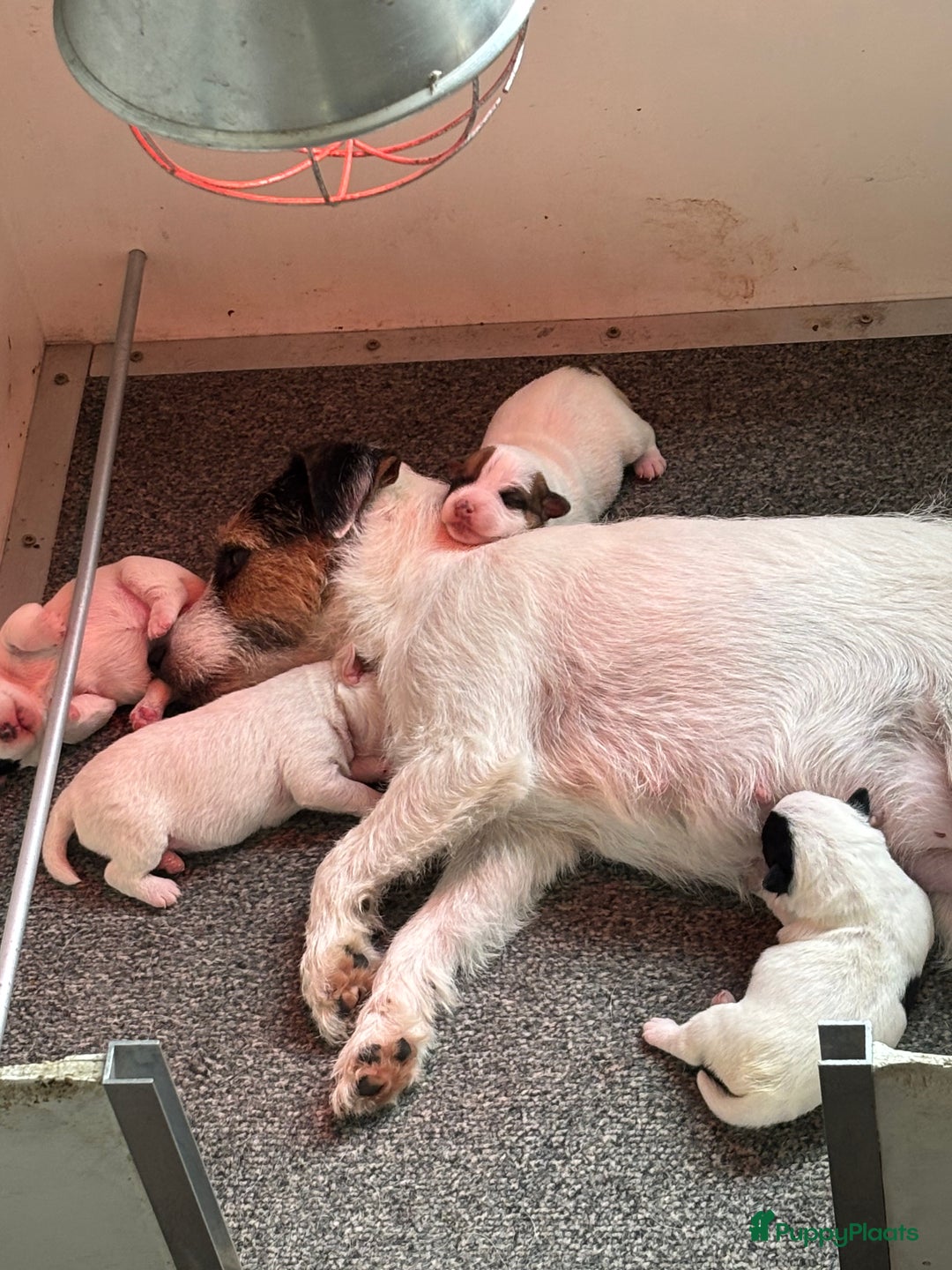 Parson Russell Terriër honden te koop: Parson Russell Terriër pups - Advertentie 4