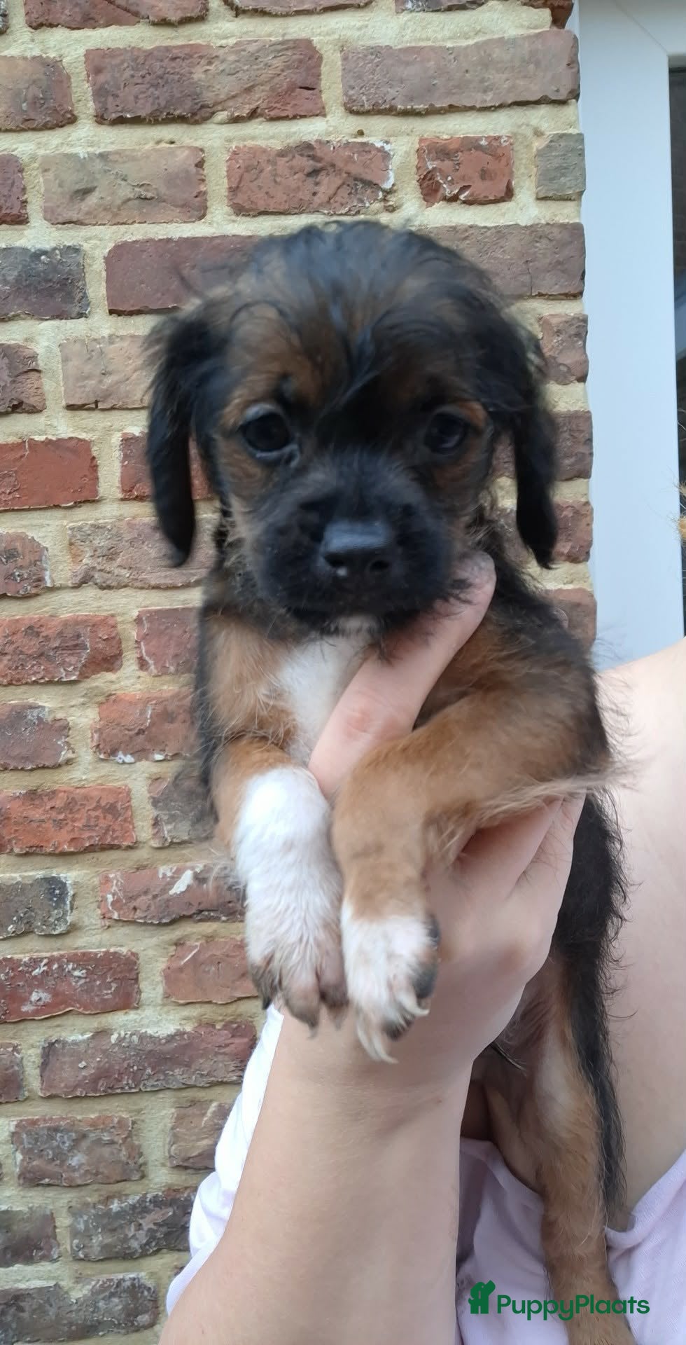 Kruising honden Jugapoo's  - Advertentie 2