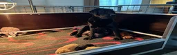 Labrador Retriever honden te koop: 11 mrt 7 labrador pups geboren  - Advertentie 1