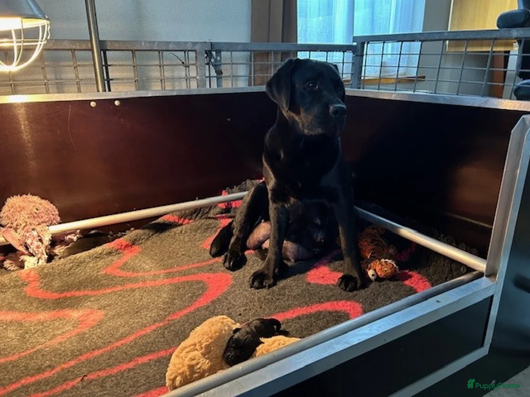 Labrador Retriever honden te koop: 11 mrt 7 labrador pups geboren  - Advertentie 1